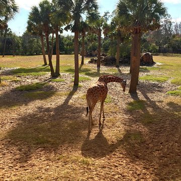 Giraffe On Field At Jacksonville Zoo And Gardens