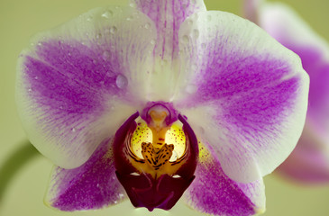 Orchidee mit Wassertropfen