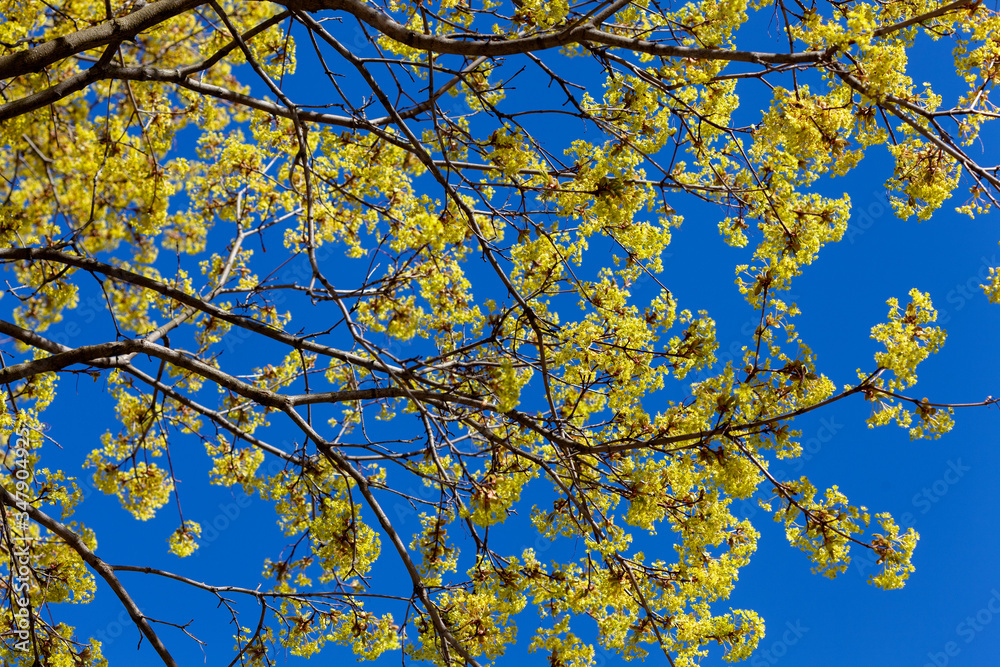 Poster spring maple branches with leaves