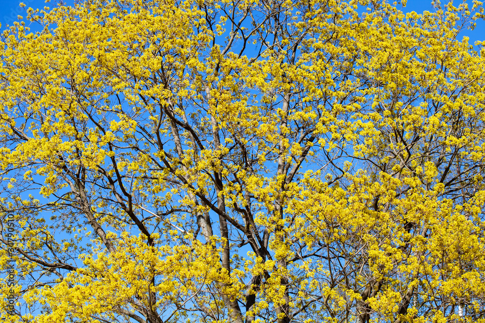 Poster spring maple branches with leaves