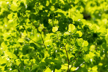 Linde Tilia Baum Blätter Blüten Gegenlicht Herz Äste Zweige Sonne grün Frühling Struktur Tee...