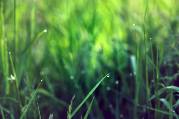 Getreide Korn Feld Morgentau Sonnenstrahlen