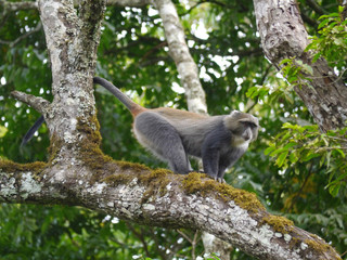 Obraz premium Singe dans la jungle