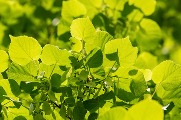 Linde Tilia Baum Blätter Blüten Gegenlicht Herz Äste Zweige Sonne grün Frühling Struktur Tee...