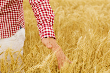 Close up picture of man’s hand touching wheat 
