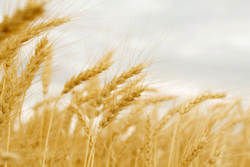 Close up picture of wheat field at daylight