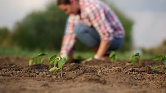 Close-up of young seedlings of pepper in a vegetable garden, in the background a farmer plants seedlings, soft focus