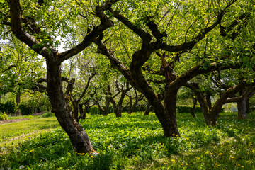 Fototapeta premium Streuobstwiese Obstbäume Apfel Kirsche alte Sorten Sauerland Meschede Deutschland Kultur Stamm Krone Astwerk Landwirtschaft Ernte Frühling Blüte Sonne Idyll Abtei Königsmünster
