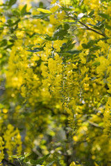 Złotokap zwyczajny, Laburnum anagyroides, zwisające z gałęzi kiście żółtych kwiatów wiosną w czasie kwitnienia - obrazy, fototapety, plakaty