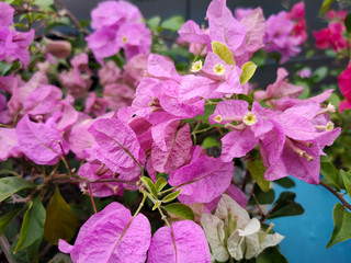 purple flowers in the garden