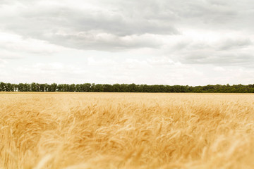 Close up picture of wheat field at daylight