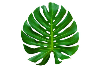 Beautiful Tropical Monstera leaf isolated on white background with clipping path for design elements, Flat lay