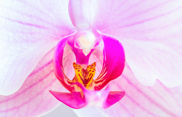 Fragment of a beautiful white-purple phalaenopsis orchid flower, known as fluttering butterflies....