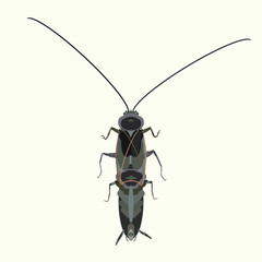 Brown cockroach dangerous and unpleasant insect vector illustration.