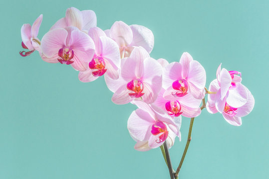 Beautiful white orchid on a turquoise background. Stunningly beautiful blooming orchids close-up.