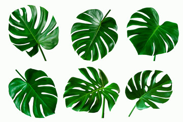 Fototapeta na wymiar set of green monstera tropical plant leaf on white background for design elements, Flat lay