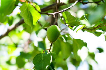 The green ovary of the fruit apricot. Fruit development, initial phase. Green apricot fruit.