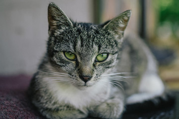 Animals around city of London and other locations.