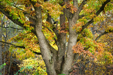 The canopy of a massive mature oak tree in peak autumn color.
