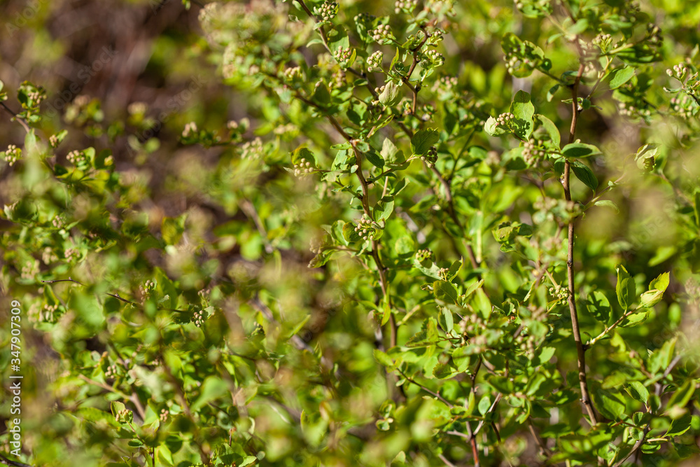 Poster trees with blossoming spring leaves.