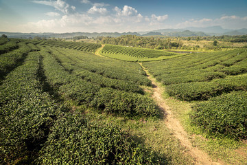 Tea plantation