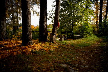 Autumn in the coniferous forest on a bright sunny day
