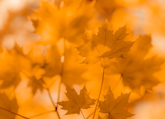 Screensaver for the desktop. Sunlight on the leaves in a beautiful forest.