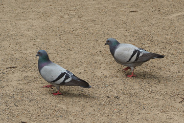 Obraz premium two grey doves are walking on the stony ground in search of food in the city . urban birds in the Park