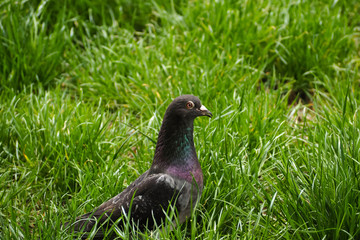 a dark grey dove with orange eyes stands in the green grass in the Park . urban bird in search of food