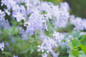 Little purple flowers. Spring background of fresh flowers.