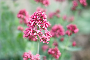 Centrantus. Beautiful bouquet of small pink flowers close-up. Selective focus. Floral background.