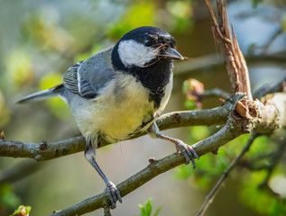 Kohlmeise sammelt Nistmaterial