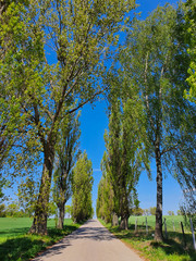 Wysokie drzewa przy wiejskiej drodze 