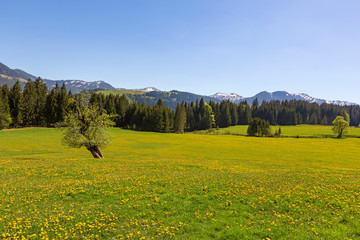 Allgäu - Frühling - malerisch - Löwenzahn - Alpen
