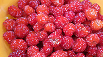 산에서 자라는 산딸기