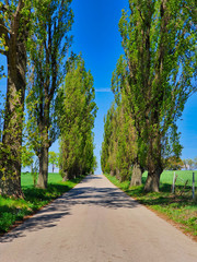 Wysokie drzewa przy wiejskiej drodze 