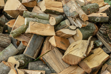 stack of firewood beech and hornbeam, northern balkans