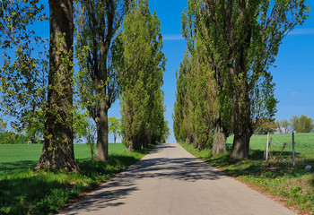 Fototapeta na wymiar Wysokie drzewa przy wiejskiej drodze 