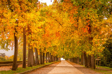 Naklejka premium Trees during the autumn in Lucca, Tuscany, Italy
