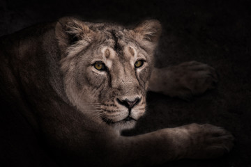Fototapeta na wymiar confident gaze half-face of a beautiful and confident lioness, night portrait in the dark..