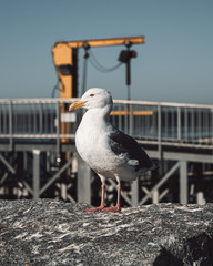 Animals around city of London and other locations.