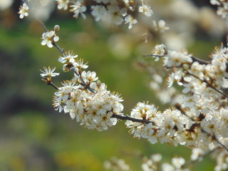 cherry blossom in spring