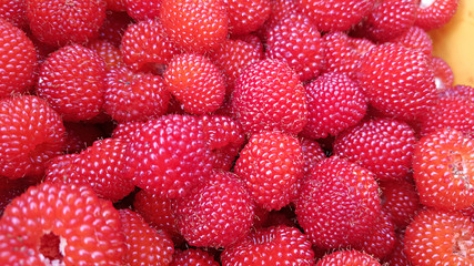 산에서 자라는 산딸기