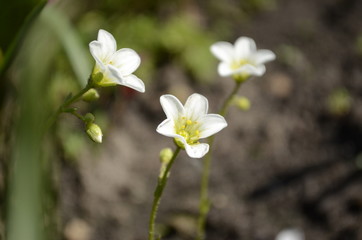 saxifrage
