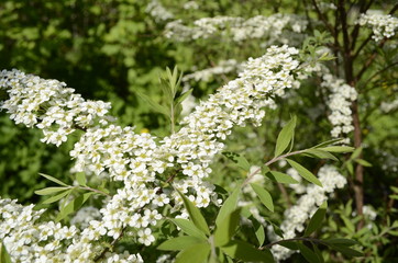 white flowers in the garden