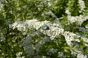 Fototapeta premium white flowers in the garden
