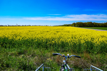 Fototapeta na wymiar Farjestaden, Oland, Sweden Bicycles parked next to a field of yellow rapeseed.