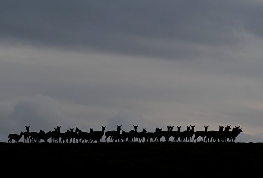 Fallow deer - silhouette © Lars