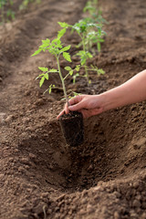 New tomato plant in a vegetable garden
