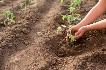 Female hands and new tomato plant in a vegetable garden